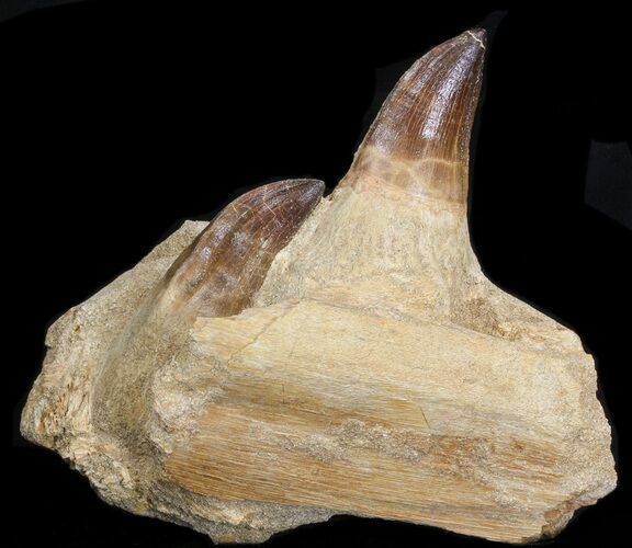 Impressive Mosasaur (Prognathodon) Jaw Section - #43131